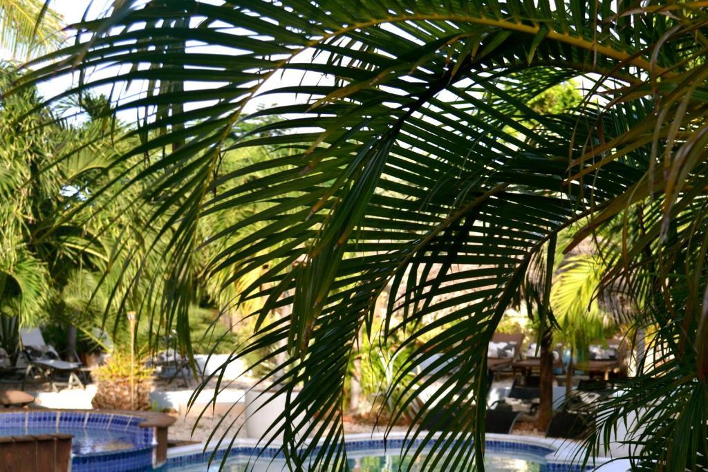 Bananas Apartments Adults Only Palm Beach Eksteriør billede